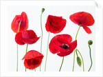 Poppies on white background by Assaf Frank